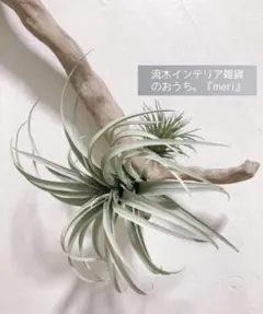 Ｎｏ．1152☆流木 エアプランツ ハンキング 人工観葉植物