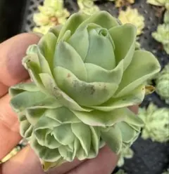 新入荷　グリーノビア　はるあかり斑入り　アエオニウム　多肉植物　I苗のサムネイル