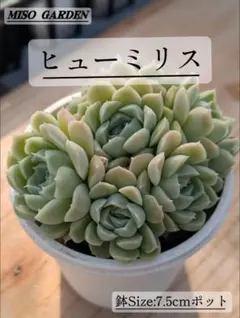 【厳選苗】ヒューリミリス　エケベリア群生