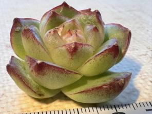 ま*る様 n122 新品種　ひとみ　エケベリア　多肉植物
