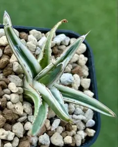 2025年最新】アガベまとめ売りの人気アイテム - メルカリ