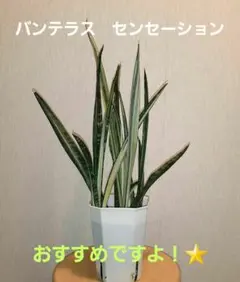 美株　希少　サンスベリアビューティークイーン　中株　レア　鉢ごとメルカリ便② 希少品種 】サンセベリア インディ 3.5号 白陶器鉢付き 鉢含高さ約36cm