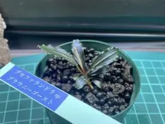 2026年最新】ブラウニーゴーストの人気アイテム - メルカリ