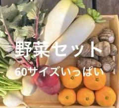 野菜セット(もみじスティック・大根・かぶ・里芋・みかん) 60サイズいっぱい