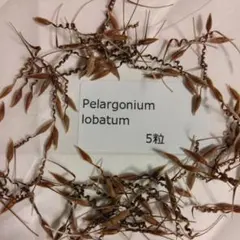 ayukun様 リクエスト 2点 まとめ商品