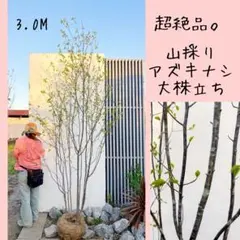 超絶品。美斑紋 山採りアオダモ大株立ち3.0M(鉢底から) - メルカリ