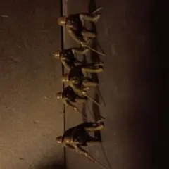 タミヤ模型日本兵セット1/35　尉官クラス6体