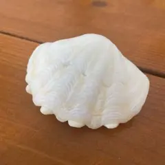 シャコガイ　石垣島