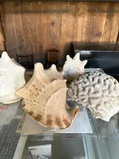 天然貝殻とココナッツ殻の置物セット