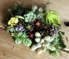 多肉植物　カット苗セット　⑤
