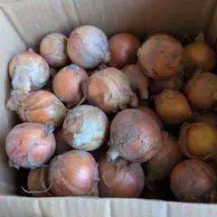 佐賀県産玉ねぎ訳あり小玉10キロ①のサムネイル