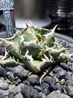 Ivory wa Agave 発根済み子株 アガベ チタノタ kinさん血統 - メルカリ