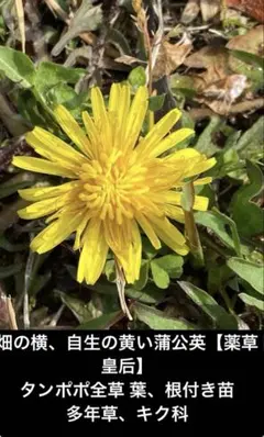 2026年最新】タンポポの苗の人気アイテム - メルカリ
