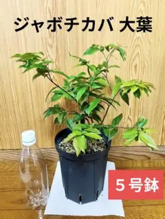 ジャボチカバ　大葉系　四季なり　５号鉢　 サバラ　熱帯果樹　実生苗　農家直送のサムネイル