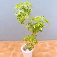 現品 フィカス ゴムの木 アムステルダムキング 45番 曲がり 観葉植物