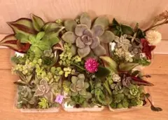 k 多品種　カラフル　育て方メモ　多肉植物　紅葉が綺麗❤️6つセット