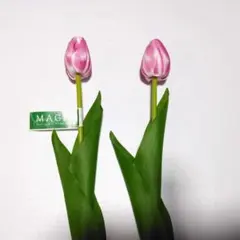 チューリップ2本