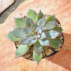 2025年最新】おらいさん苗 青札の人気アイテム - メルカリ