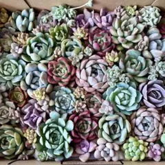 ！SALE！GWお疲れさまでしたセット カット苗 多肉植物 宅急便コンパクト