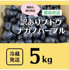 ナガノパープル5kg 詰み落とし訳ありバラ粒【冷蔵発送】2026-03 ナガノパープル5kg 詰み落とし訳ありバラ粒【冷蔵発送】2026-06 - メルカリ