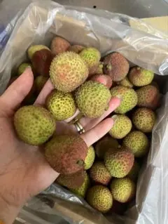 訳アリ品】タイ産ドリアン 約10kg 佐川発送 - メルカリ