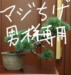希少樹形❗️】一点物 五葉松 盆栽 曲幹・輪幹 樹齢感抜群 BONSAI