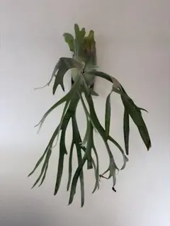 P.Coronarium 'Thailand Dwarf' 美形大型 ビカクシダ - メルカリ
