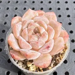 ケンちゃん様 リクエスト 2点 まとめ商品