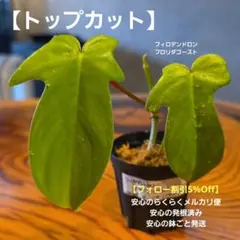 【フィロデンドロン フロリダゴースト】トップカット 発根済 鉢ごとのサムネイル