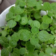 アロマティカス30g位 観葉植物 多肉植物