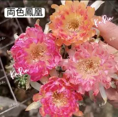 56−瑠璃発根済み カキコ 花サボテン ロビビア属属 複色咲き - メルカリ