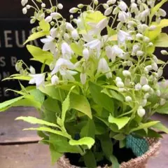 deko様 リクエスト 2点 まとめ商品