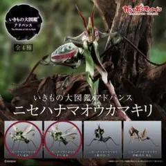 ニセハナマオウカマキリ　成体3点セット　いきもの大図鑑アドバンス