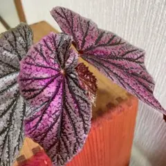 Marinco様 リクエスト 4点 まとめ商品