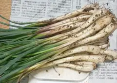 元祖！沖縄本島産！島らっきょう種苗 100本 - メルカリ