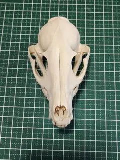 タヌキ(Nyctereutes procyonoides)頭骨