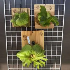 TKS様　専用セット