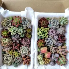 多肉植物 詰め合わせ D