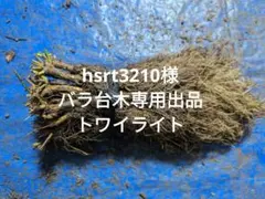 バラ台木　専用出品