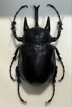 2026年最新】アクティオンゾウカブト標本の人気アイテム - メルカリ