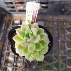 ちゅみ様 リクエスト 2点 まとめ商品