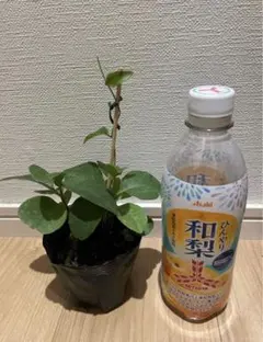 コウレイグースー様 リクエスト 4点+おかわかめ　苗　まとめ商品