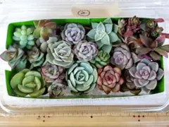 ②多肉植物ミニ苗詰め合わせセット