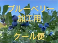 秋田県産ブルーベリー 1.5Kg 加工用のサムネイル
