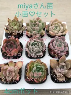 2026年最新】miya苗の人気アイテム - メルカリ