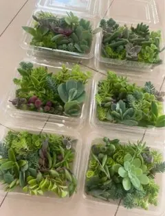多肉植物　カット苗　寄せ植えセット
