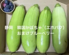 韓国カボチャ 애호박 カボッキー エホバク 農薬不使用 無農薬栽培