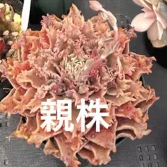 2026年最新】スターファイアー 多肉の人気アイテム - メルカリ