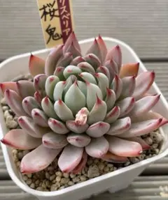 2026年最新】桜鬼 多肉の人気アイテム - メルカリ