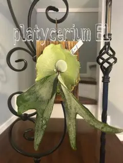 Platycerium E-1 ビカクシダ コウモリラン 安心サイズのサムネイル